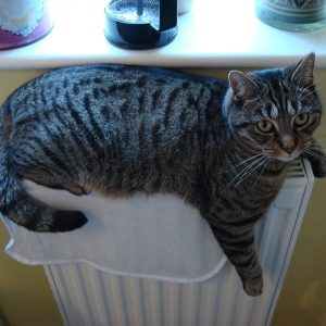 Cat on Radiator