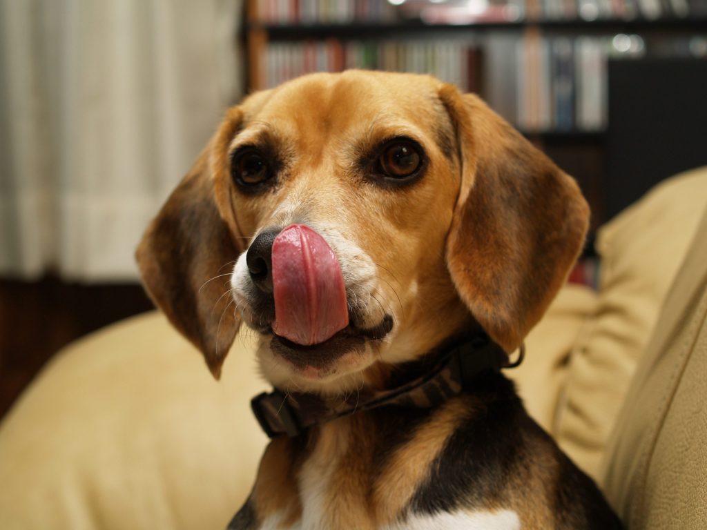dog-licking-face